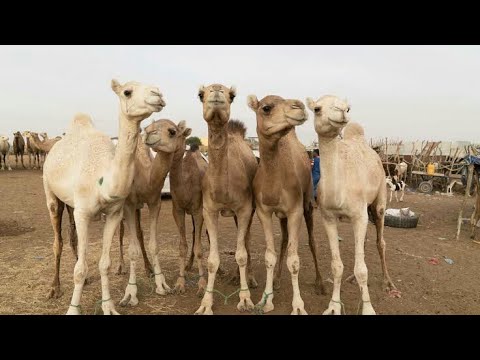 Ku Kalli Asibitin Rakuma A Dubai