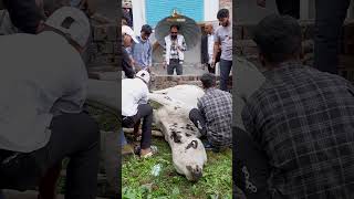 Sick Cow Rescue | Body Weak | Treatment By MSF #cow #rescue #animals #fyp #shorts