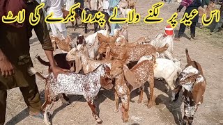 Today New Update Madrasa Mandi .24 august  2024.goat market pakistan .