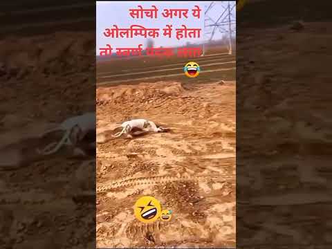 सोचो अगर ये कुत्ता ओलंपिक में होता तो,जरूर गोल्ड मेडल लता 🤣🥇#short #treanding