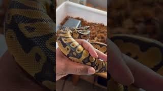 Disorder’s first handling session! Short and sweet! #ballpython #royalpython #snaketalk #pets