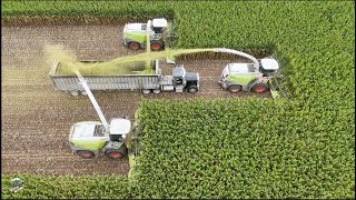 Chopping Corn Silage at Warren Dairy 2025 | Sunset Farms