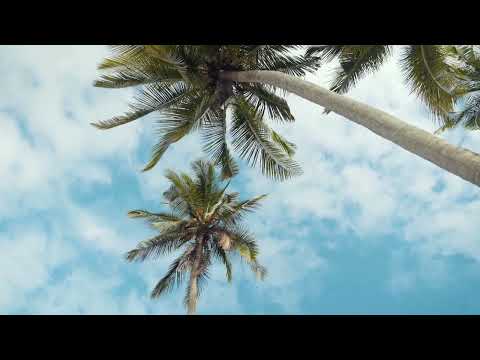 Coconut Trees and Sky Vibes Relaxation and Soothing Music #Nature #Relaxation #SoothingMusic