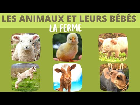 Les animaux de la ferme et leurs bébés