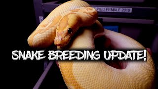 Ball Python Breeding Season Update!