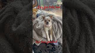Mental Health fur Baby love #furbaby #mentalhealth #over60 #nanny
