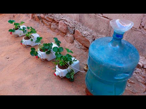How to Make Drip Irrigation to grow Strawberries at Home