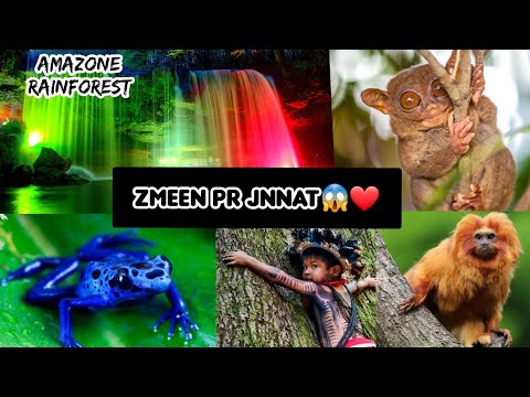 Amazone Rainforest Beauty❤❤ ,Amazon wildlife-interesting facts about amazon rainforest-urdu/hindi