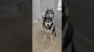 I’m not crying you’re crying! #dogsofyoutube #dogs #dog #husky #huskies