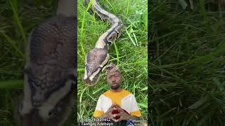 Ball python/ royal python