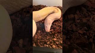 You've Never Seen A Snake Prepare To SHED Like This! 🤯🐍 #snakes #reptiles #shorts