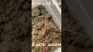 Fish live food!#shorts #earthworm#bdnaturecare #fishfood#livefishfood #aquriumfish#mashallah #viral