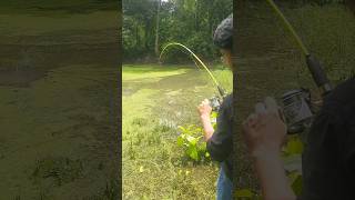 Hooked a big Fish on Jungle Talab #fishing #fishingvideo