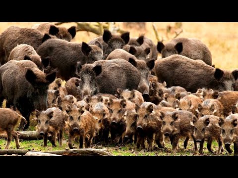 The Threat Of The 6 Million Wild Boars In America