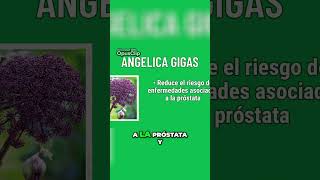 Beneficios asombrosos de la planta Cnidium officinali #foryou #skincare #atomycolombia