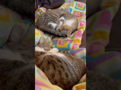 These pretty kitties get some air time in my latest video #purrfect