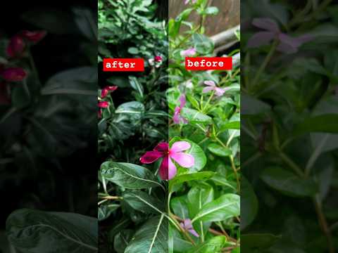 Before and after video editing kaise kare.trending short #nature #shorts #ytshorts #editz #trending