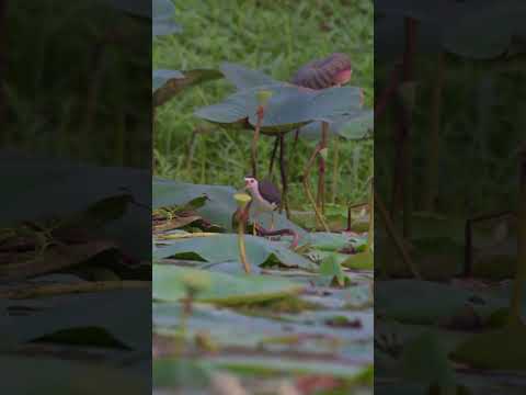 #whitebreatedwaterhen #nikon #shorts2024 #birds #nature #wildlife #photography #india