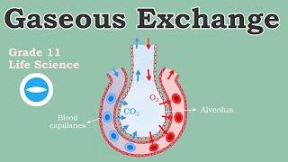 Gaseous Exchange | Exchange and Transport of Gases | Life Science Grade 11