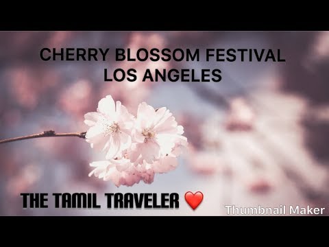 Cherry Blossom Festival - Los Angeles - Japanese Culture | The Tamil Traveler