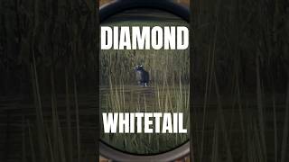 I found my FIRST DIAMOND whitetail 💎🦌 | theHunter: Call of the Wild