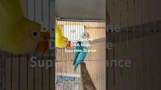 #agapornis #birds #lovebirds #opalinelovebirds #opaline #lovebirdmania #blue #birds