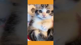 Cutest and Funniest Pets on Youtube and Tiktok - Part 3 #shorts #pets #cutepets #funnypets #memes
