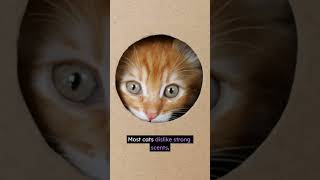 Your Cat Pees Everywhere? 😱 Here’s the Real Reason! #cat #cathacks #catproblems