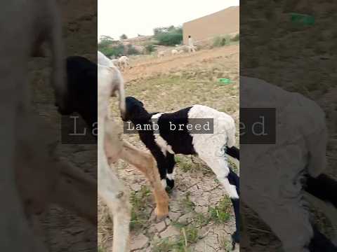 popular lamb breed | بھیڑ کا بچہ #lamb #sheep #lambbiryani