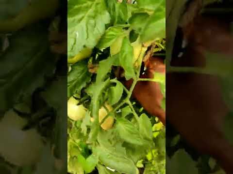 Tomato 🍅 harvesting with important tips #shorts