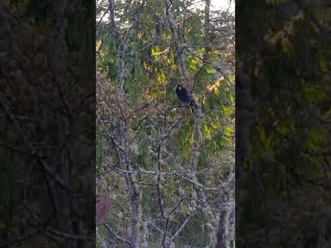 Blue Jay