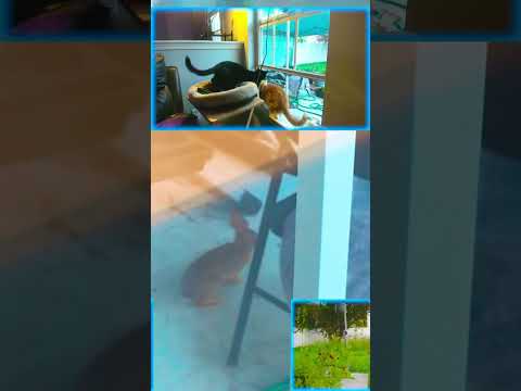 Bunny On The Porch Cats LOCKED IN! :-D | #hazonku on #Twitch
