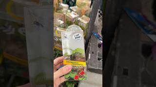 Why to avoid Venus fly traps in a box #carnivorousplants #vft #plantcaretips