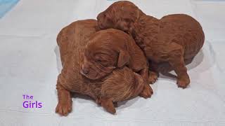 Gracie's Week 1 Update