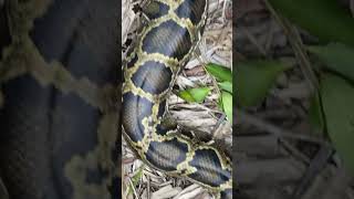 "Beautiful big python"