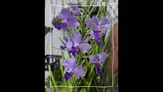 Vanda miss joaquim hybrid #orchids #orchidslover #flowers  #orchids #orchidslover