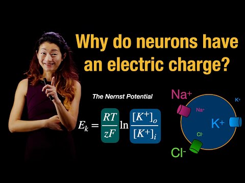 Why do neurons have an electric charge? | Nernst Potential | Resting Potential of Neurons