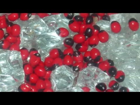 World’s Most DANGEROUS Plants