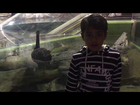 Shanghai Aquarium Tour