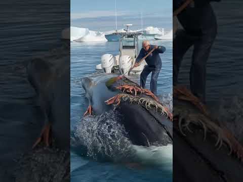 Old Navy SEAL saves whale from crab attack #seal #animals #ai #wildlife