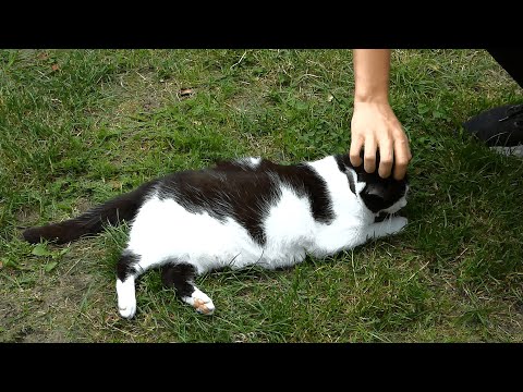 The Cat-Petting Reaction