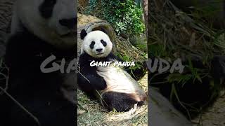 Cute animals that can kill you #shorts #animals #cute #deadly