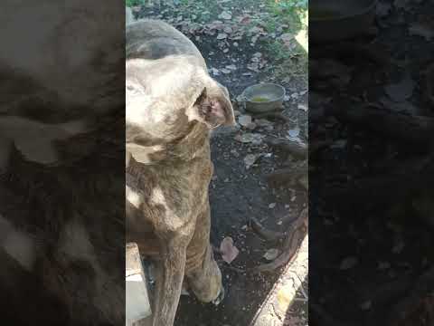 coco move Master #dog #shorts