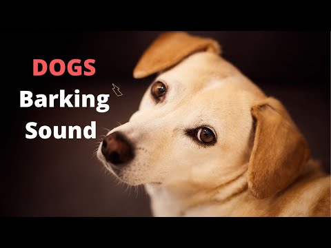 Dogs barking sound effects, dog sound effects barking