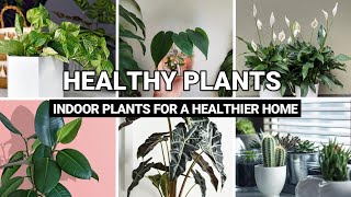 Top 12 Healthy Plants to Grow at Home | Indoor Plants for a Healthier Home