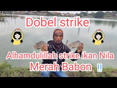 Cuaca Hujan Ikan Nila Merah Sangat Banyak Dobel strike gacoor..!