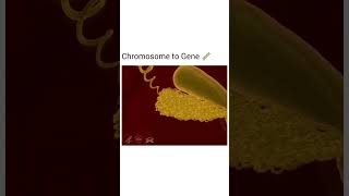 genetics molecularbasisofinheritance #neet2024 chromosome gene #neetmotivation