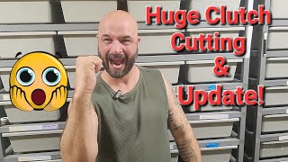 Huge Ball Python Clutch Cutting and Update!