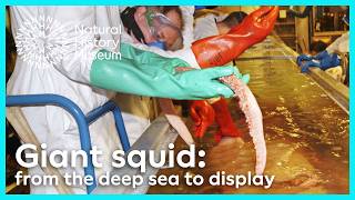 Giant squid: from the deep sea to display | Natural History Museum
