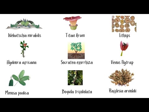 Weird Plants You Won’t Believe Exist! 🌱